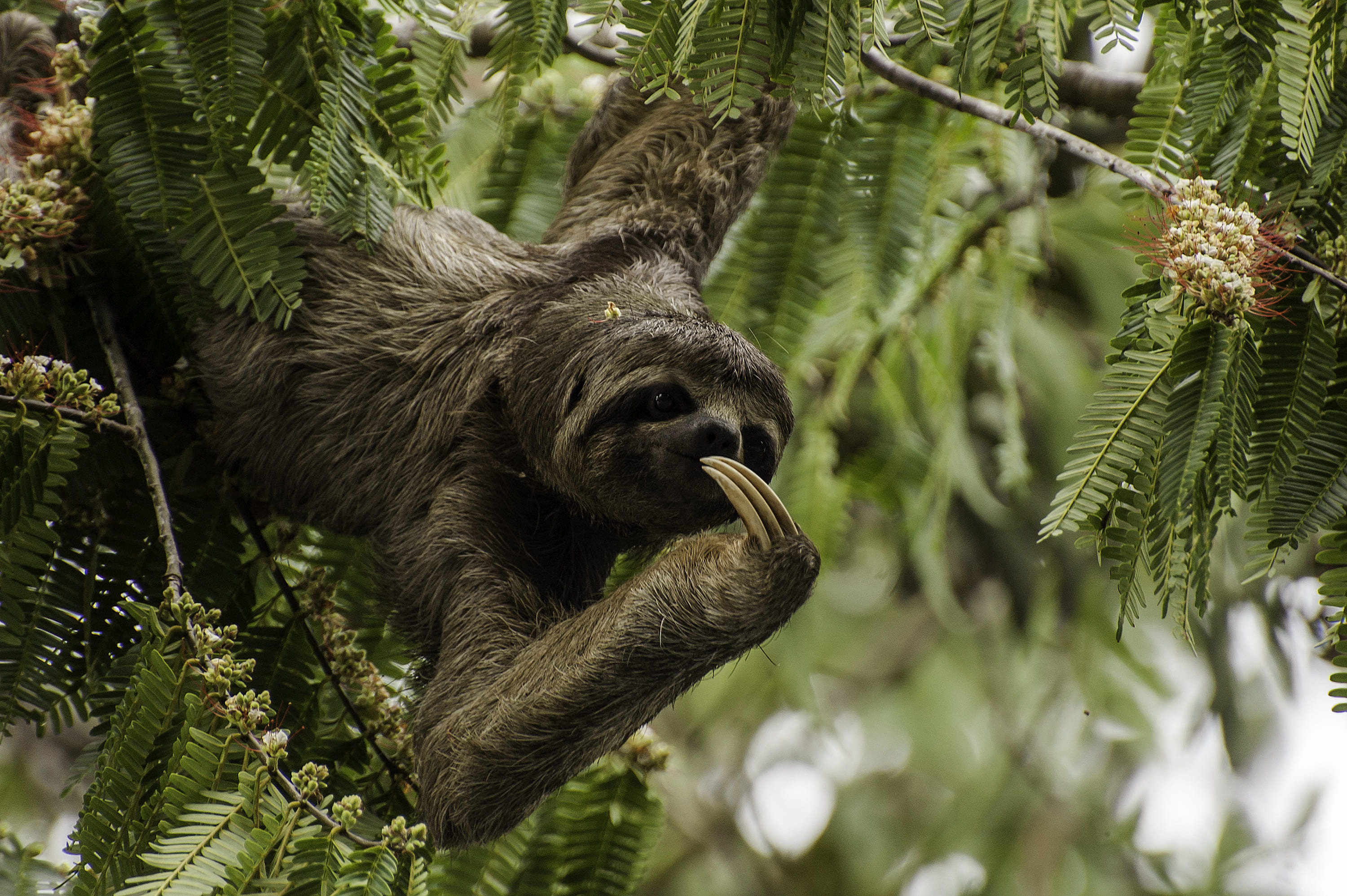 Photo from 4-Day Amazon Peru Rainforest Wildlife Experience safari tour